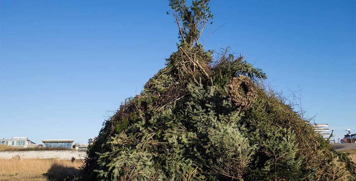 Ein großer Holzstapel aus Ästen und Zweigen auf Amrum für das traditionelle Biikebrennen, mit Häusern im Hintergrund.